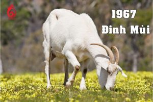 Tổng quan về tuổi Đinh mùi 1967